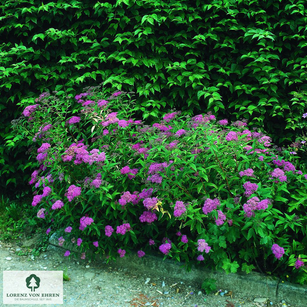 Spiraea japonica 'Dart's Red'