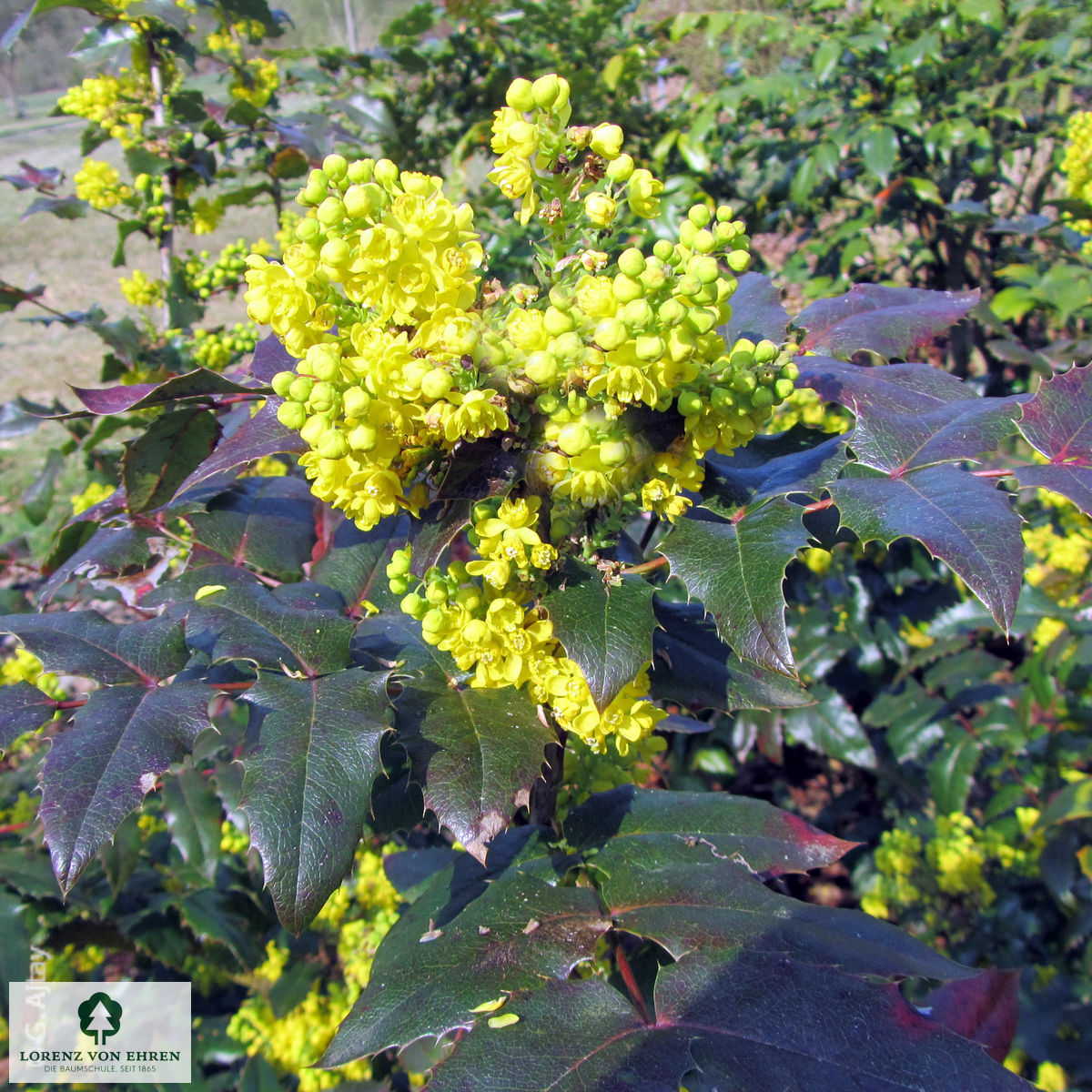 Mahonia aquifolium 'Apollo'