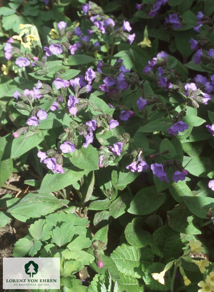 Pulmonaria angustifolia 'Azurea'