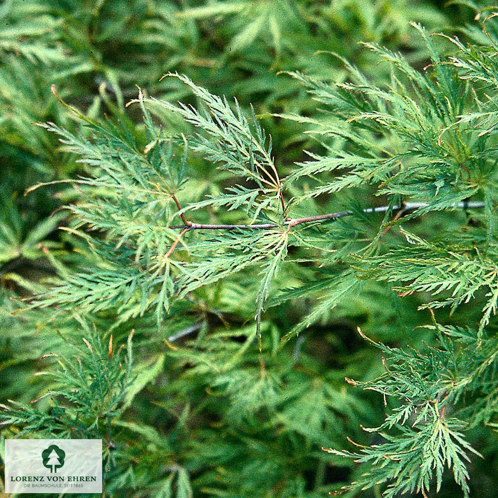 Acer palmatum 'Dissectum'