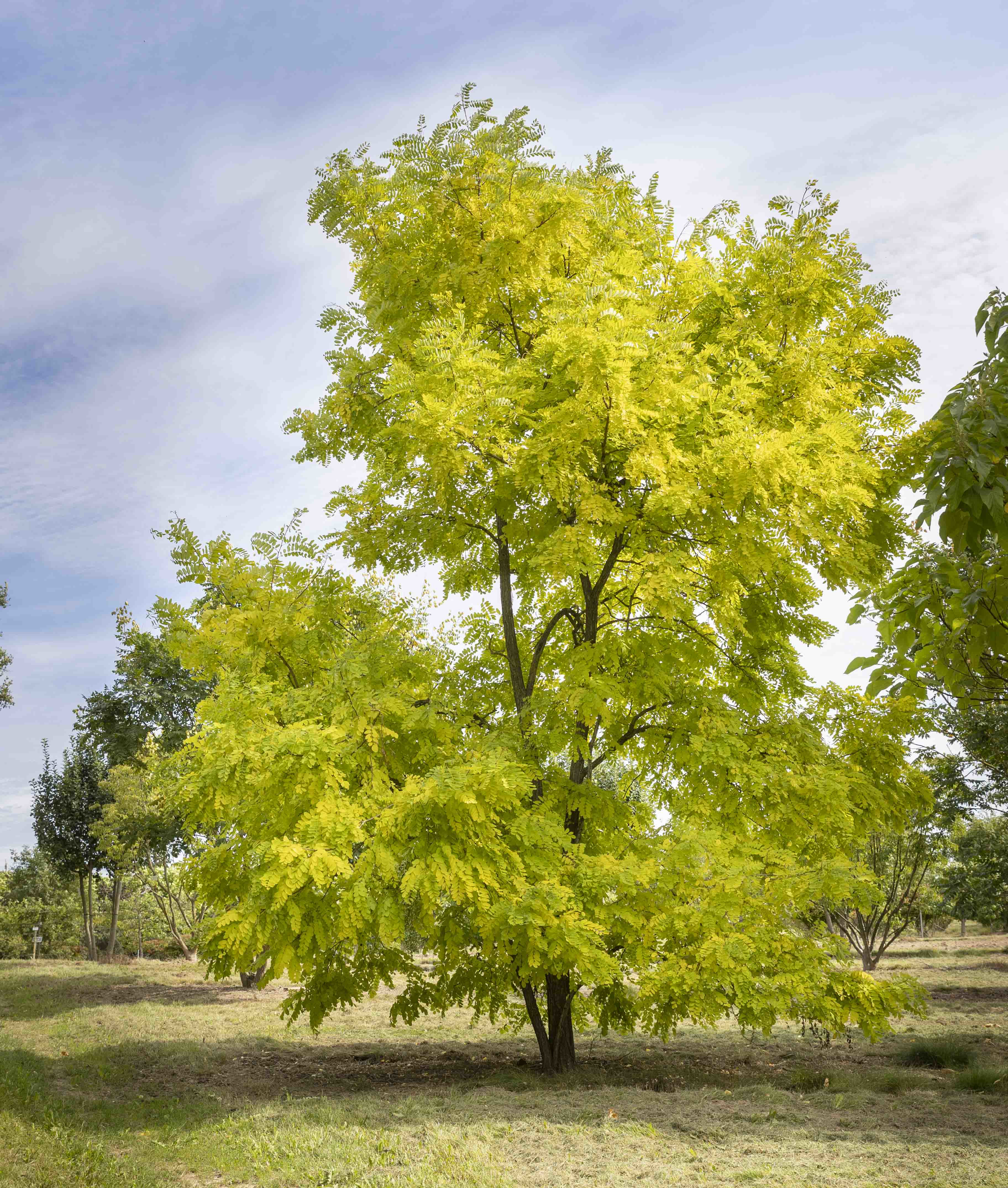 Robinia pseudoacacia 'Frisia' Unikat