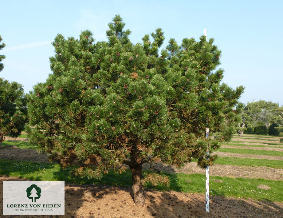 Pinus mugo 'Gnom'