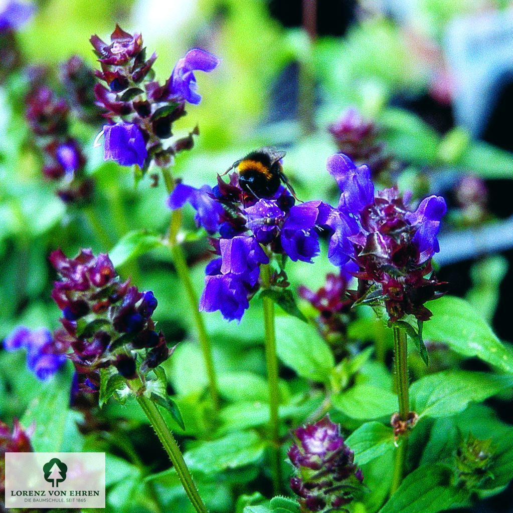 Prunella grandiflora