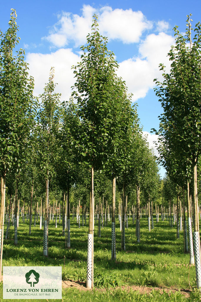 Pyrus calleryana 'Chanticleer'