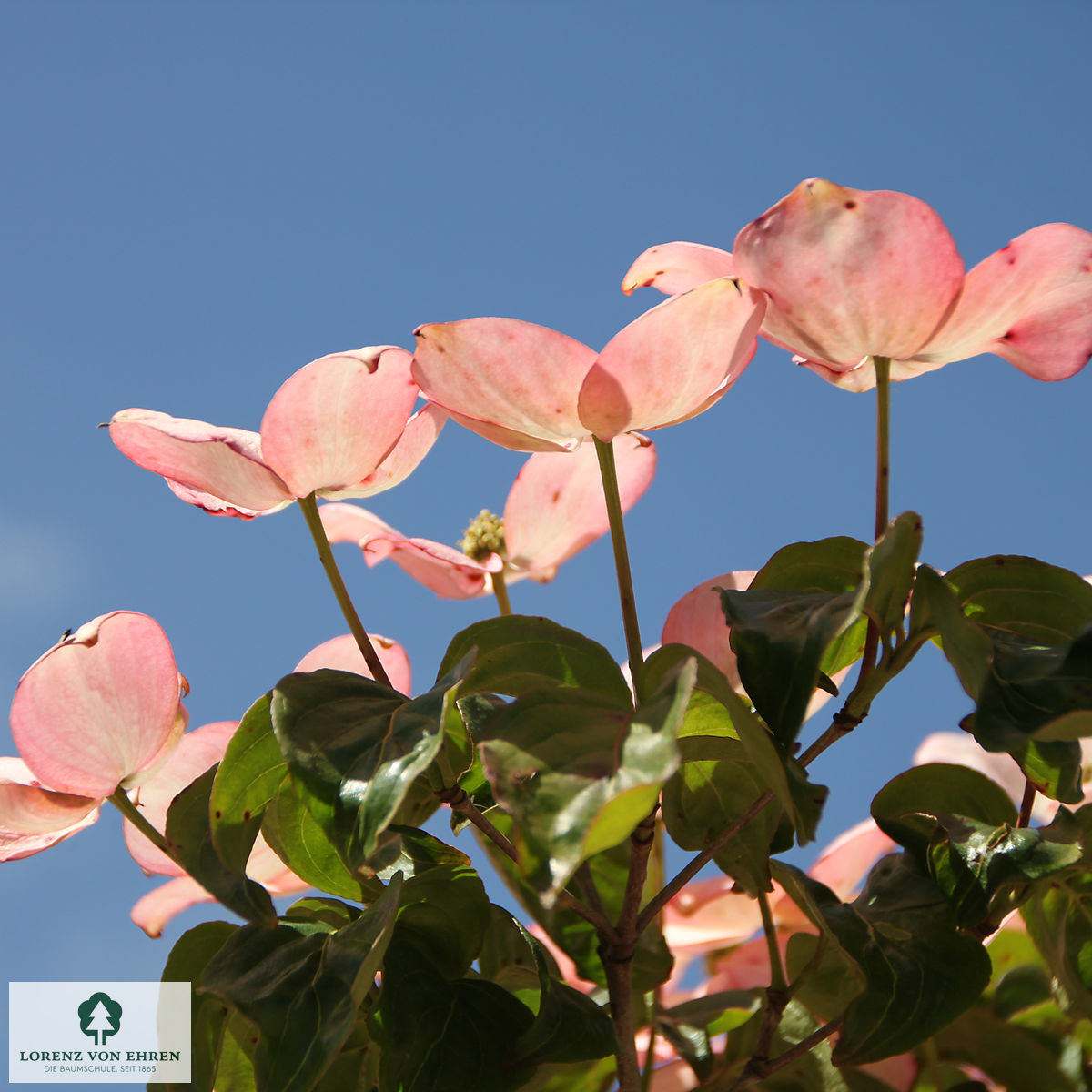 Cornus kousa 'Satomi'