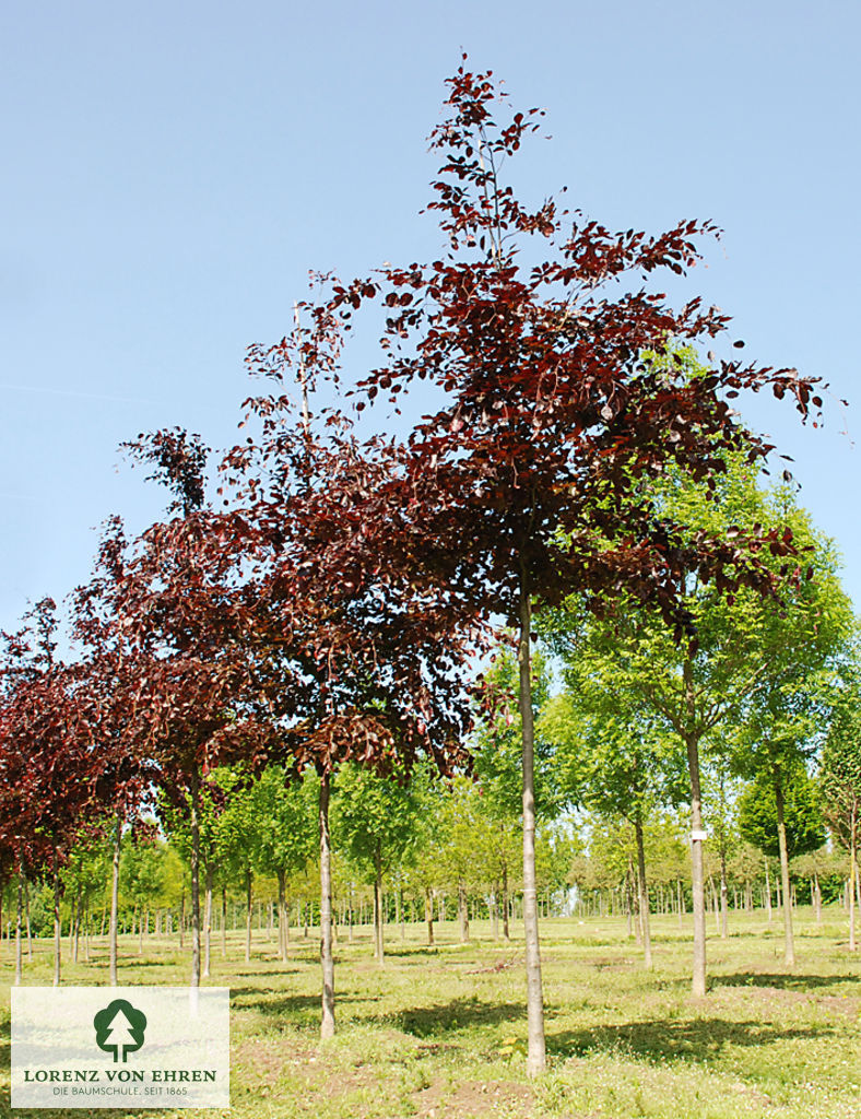 Fagus sylvatica 'Swat Magret'