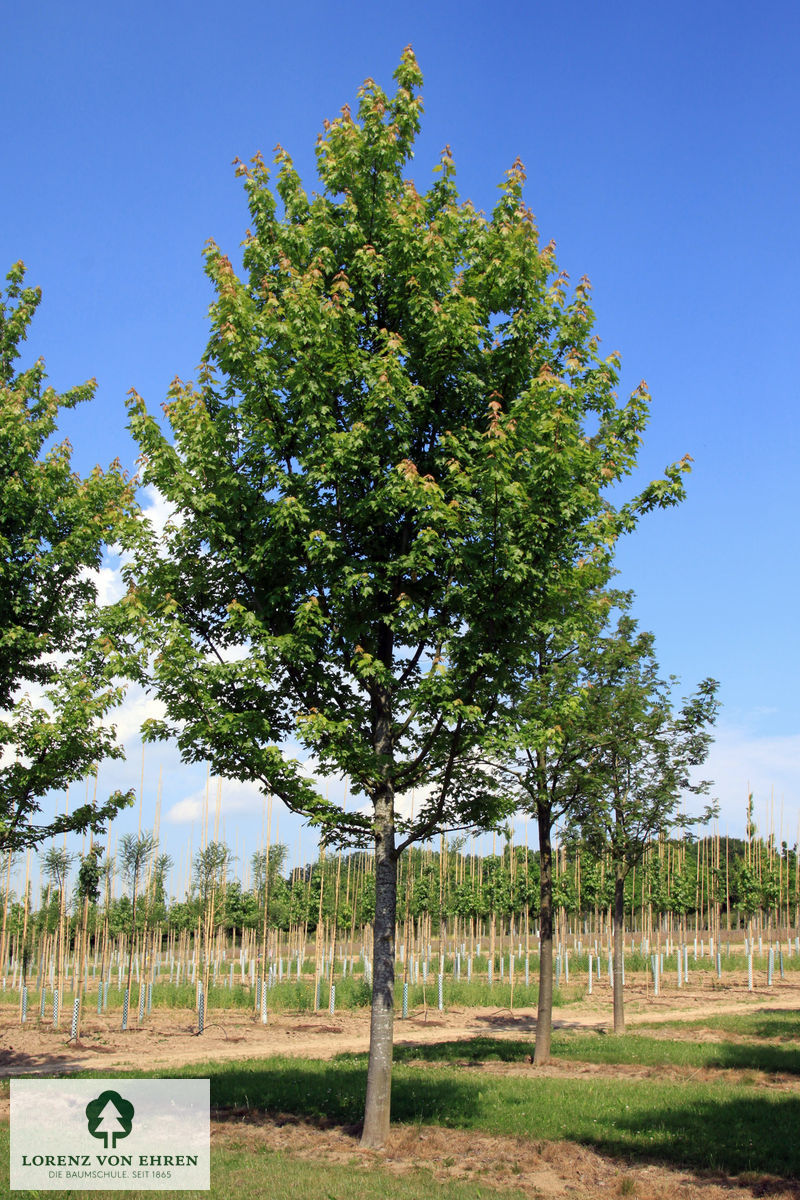 Acer freemanii 'Armstrong'