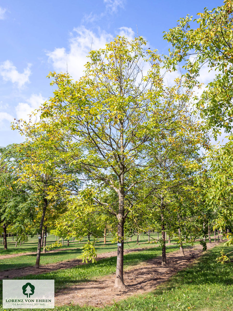 Juglans regia 'Lake'