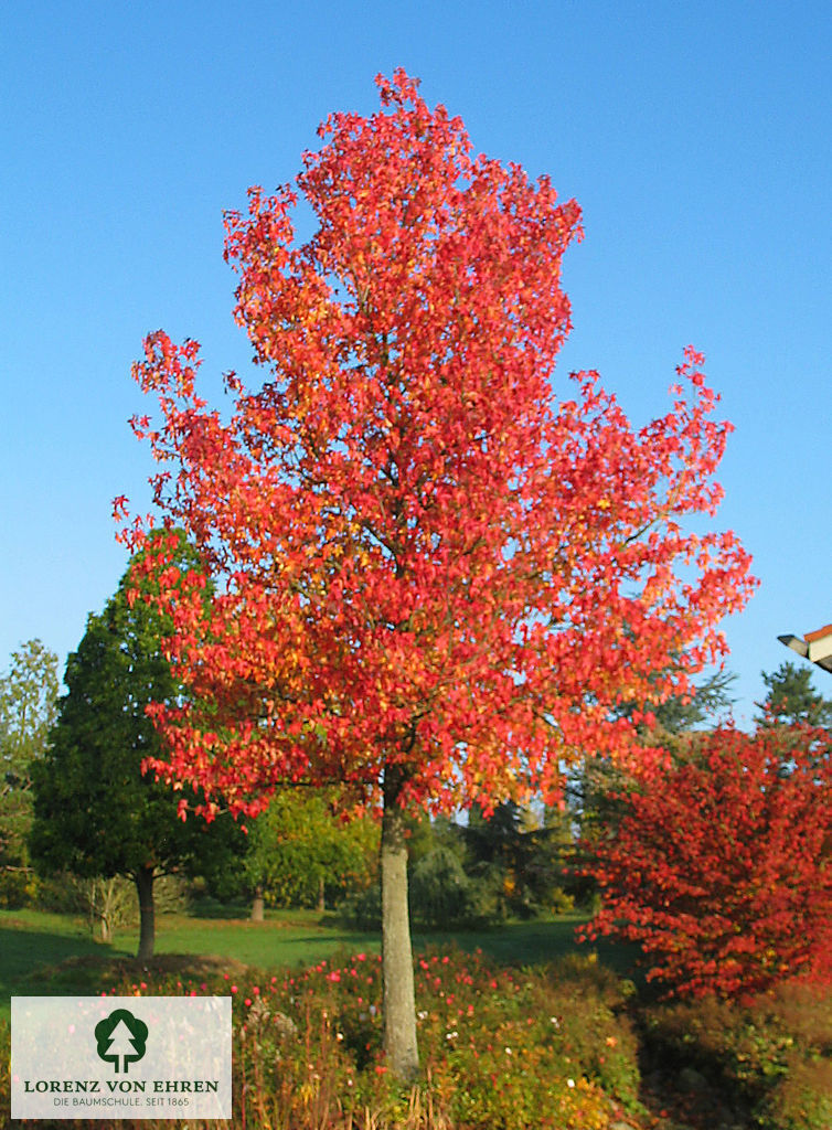 Liquidambar styraciflua