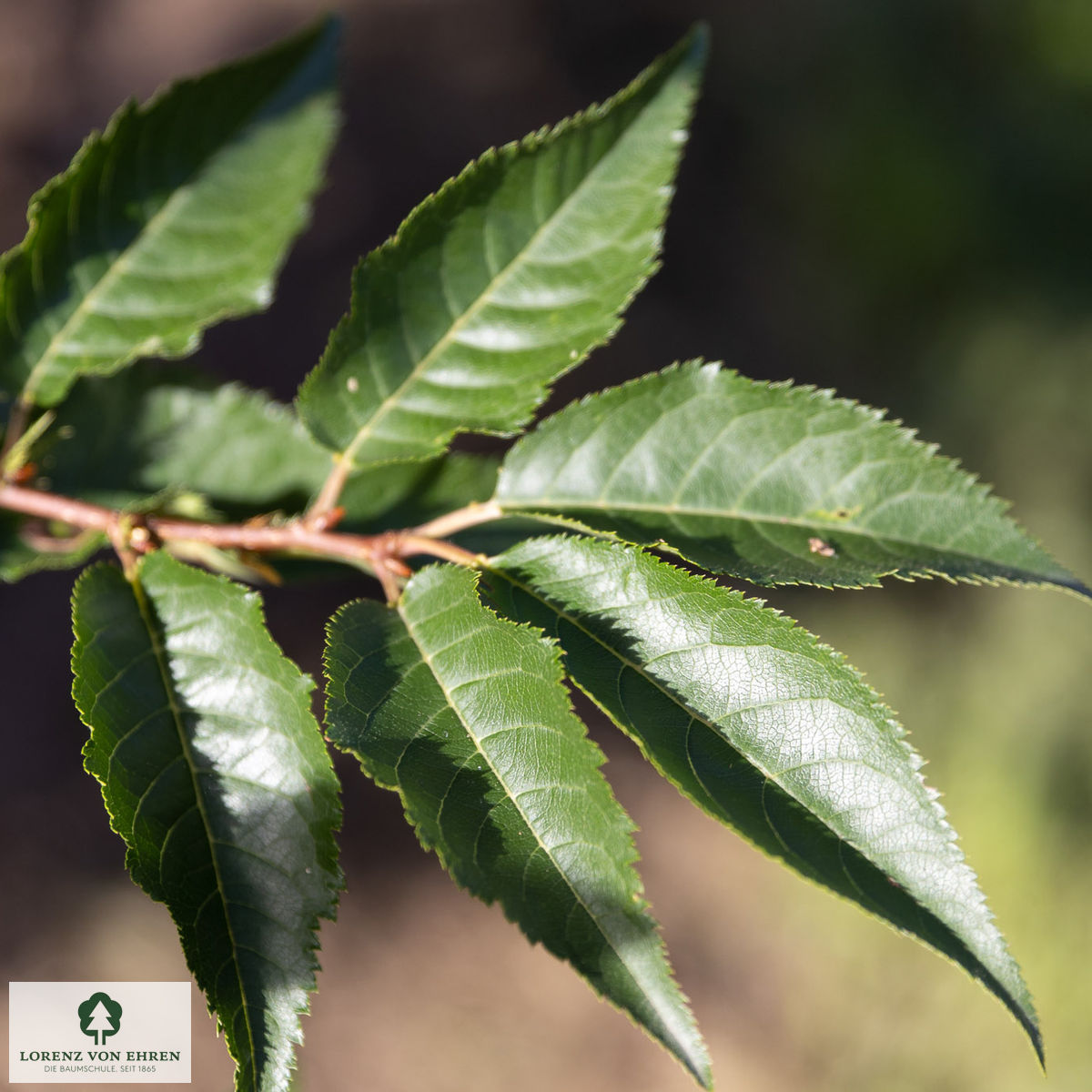 Prunus 'Umineko'