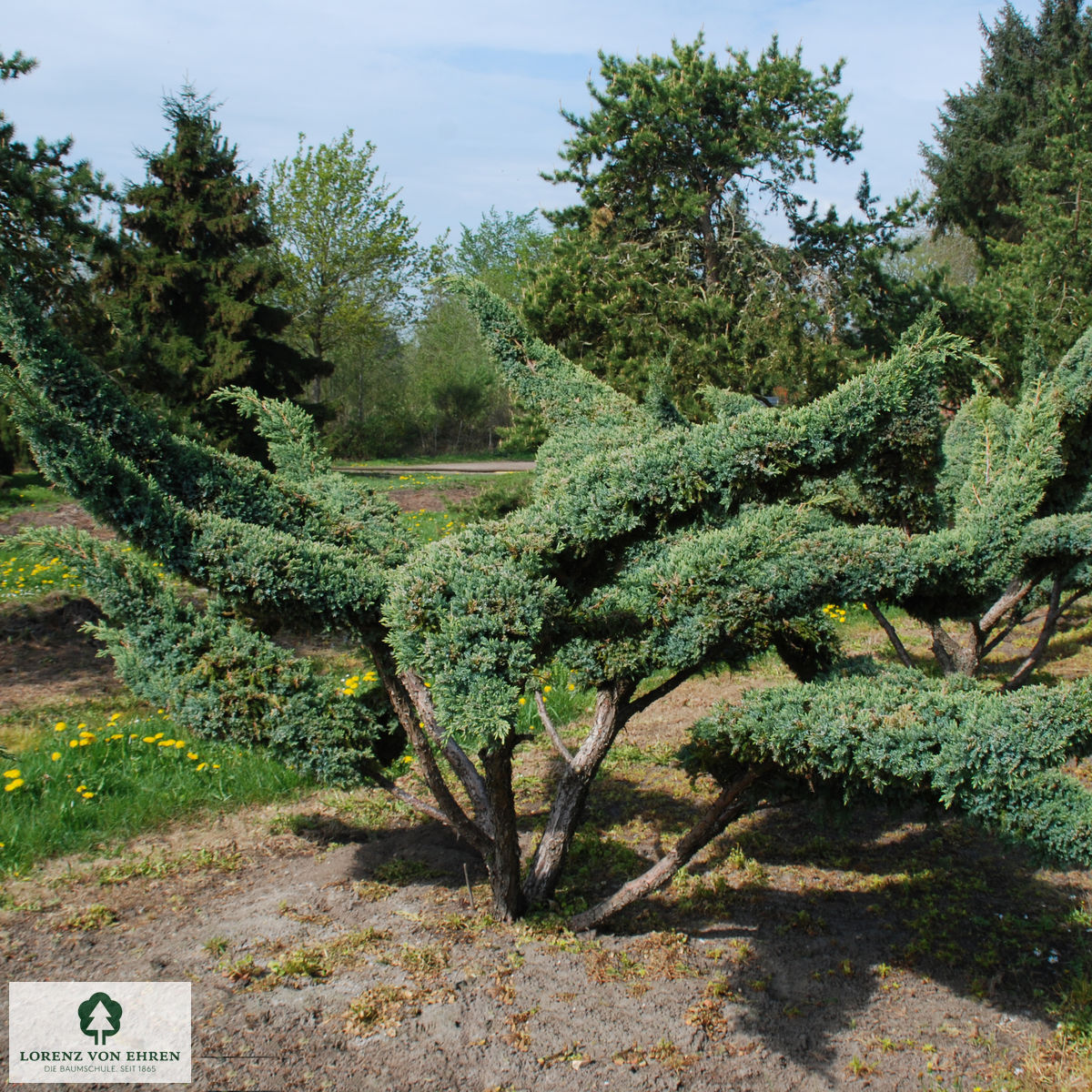 Juniperus chinensis 'Blue Alps'