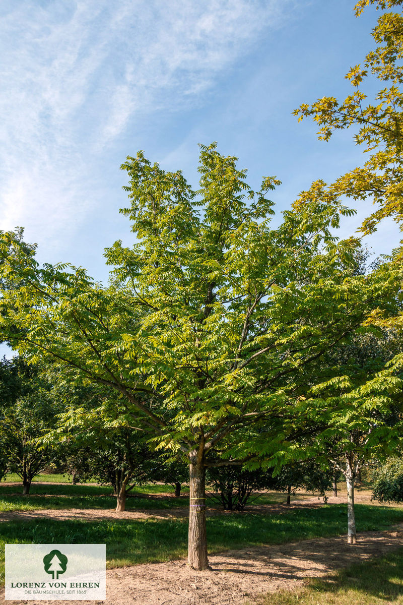 Pterocarya fraxinifolia