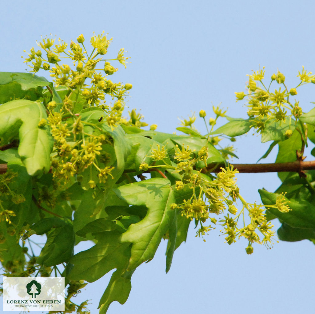 Acer campestre 'Elsrijk'