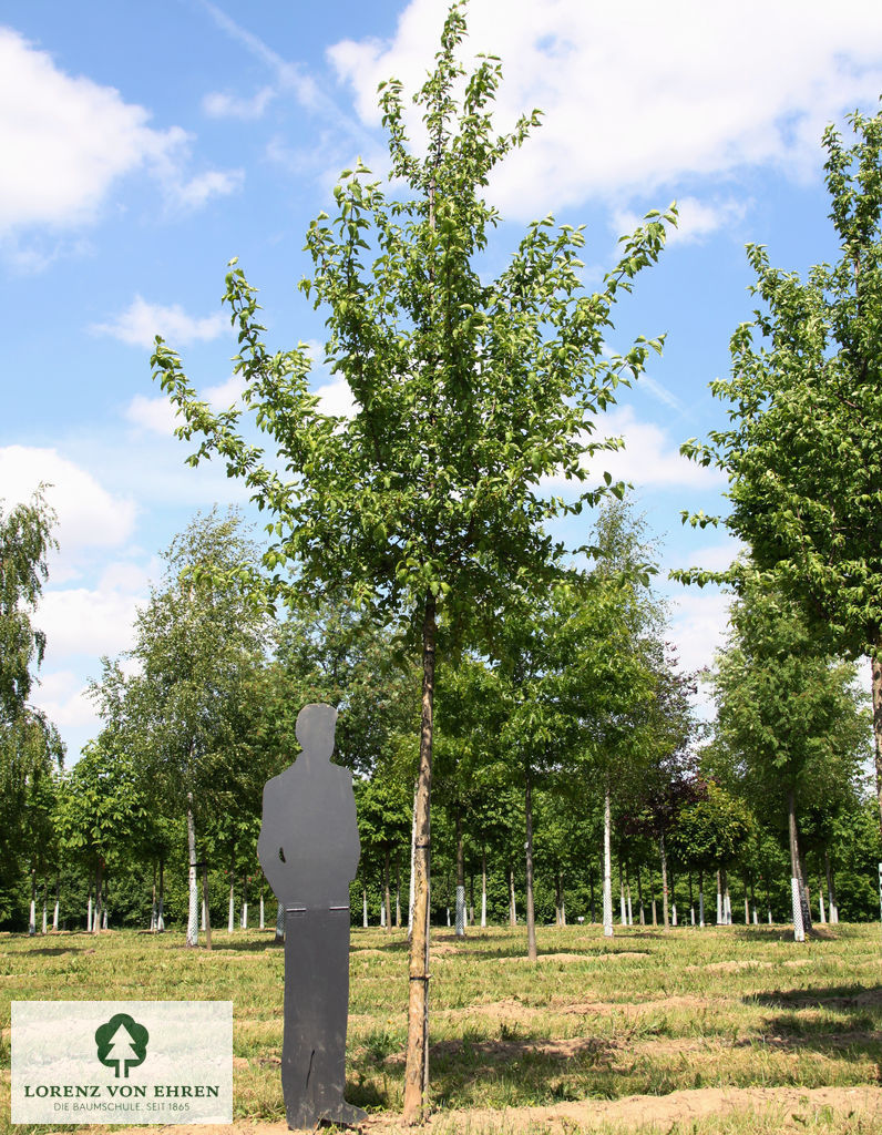 Ein junger Baum mit hohem Stamm und grüner Krone