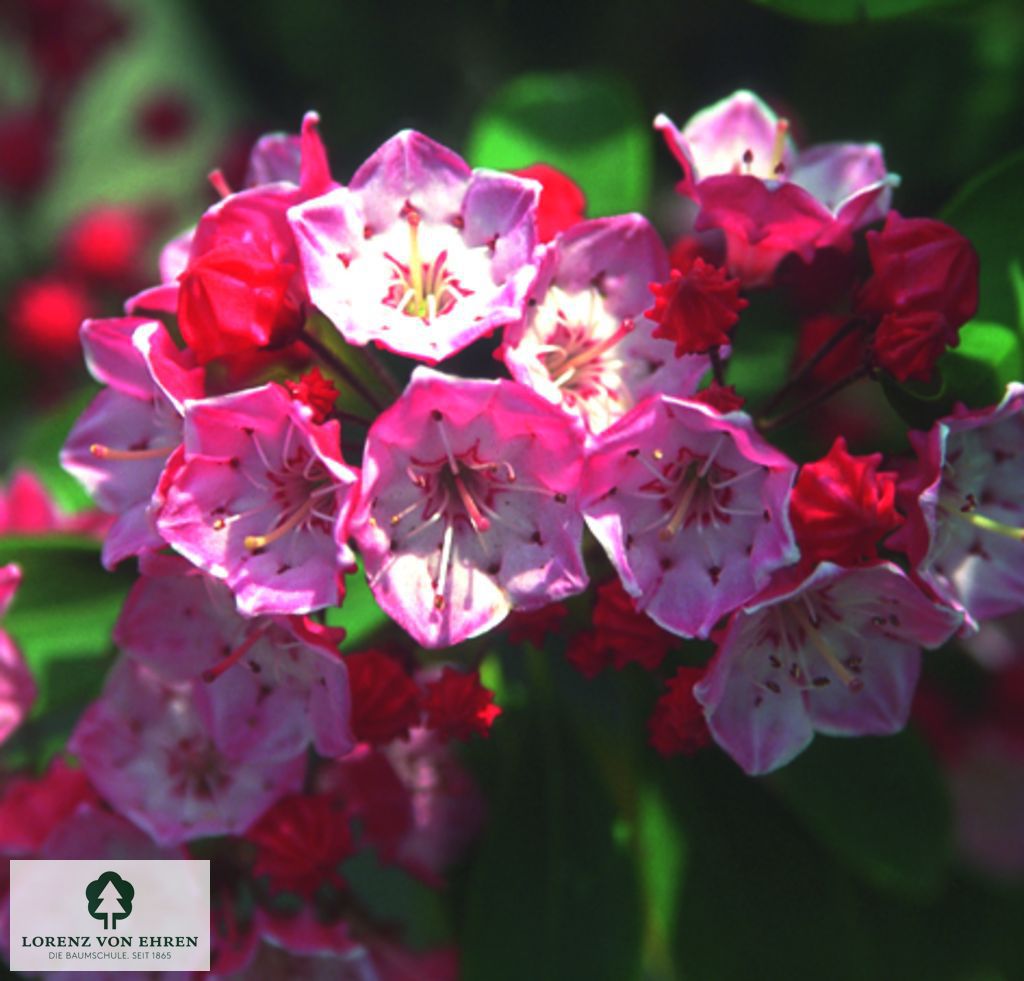 Kalmia latifolia 'Ostbo Red'