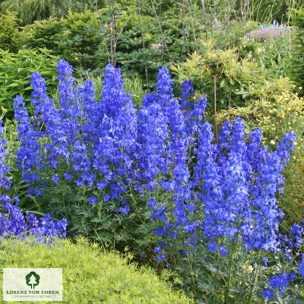 Delphinium elatum 'Blauwal'