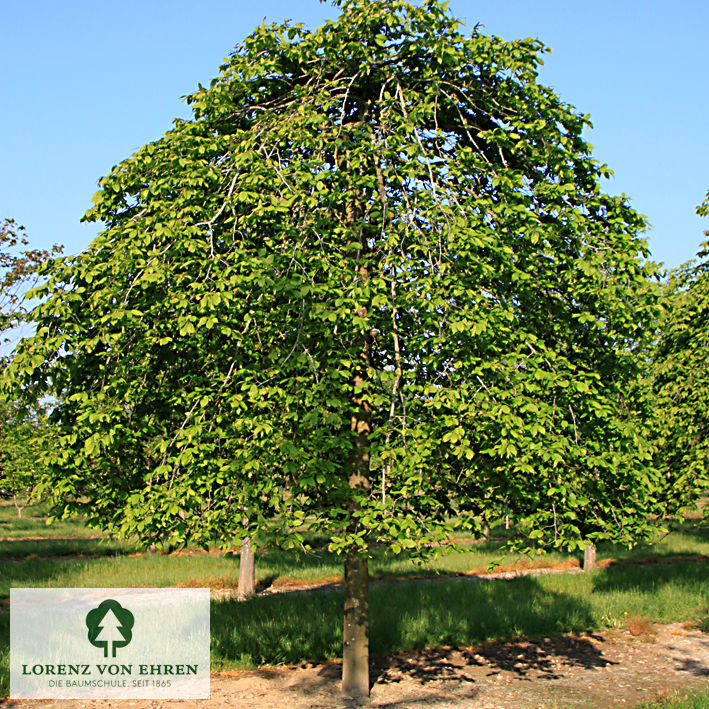 Carpinus betulus 'Pendula'