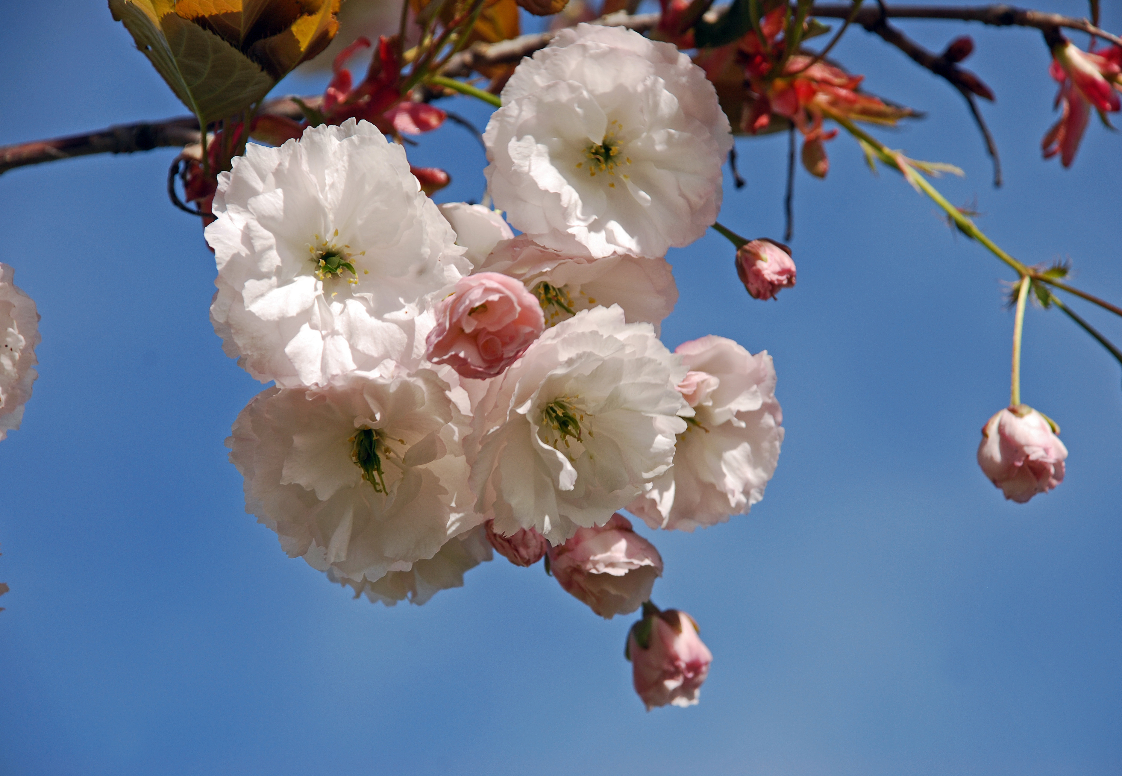 Weißrosa Blüten der japanische Zierkirsche 'Shirofugen'