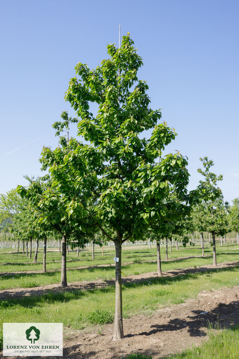 Prunus avium 'Hedelfinger Riesenkirsche'