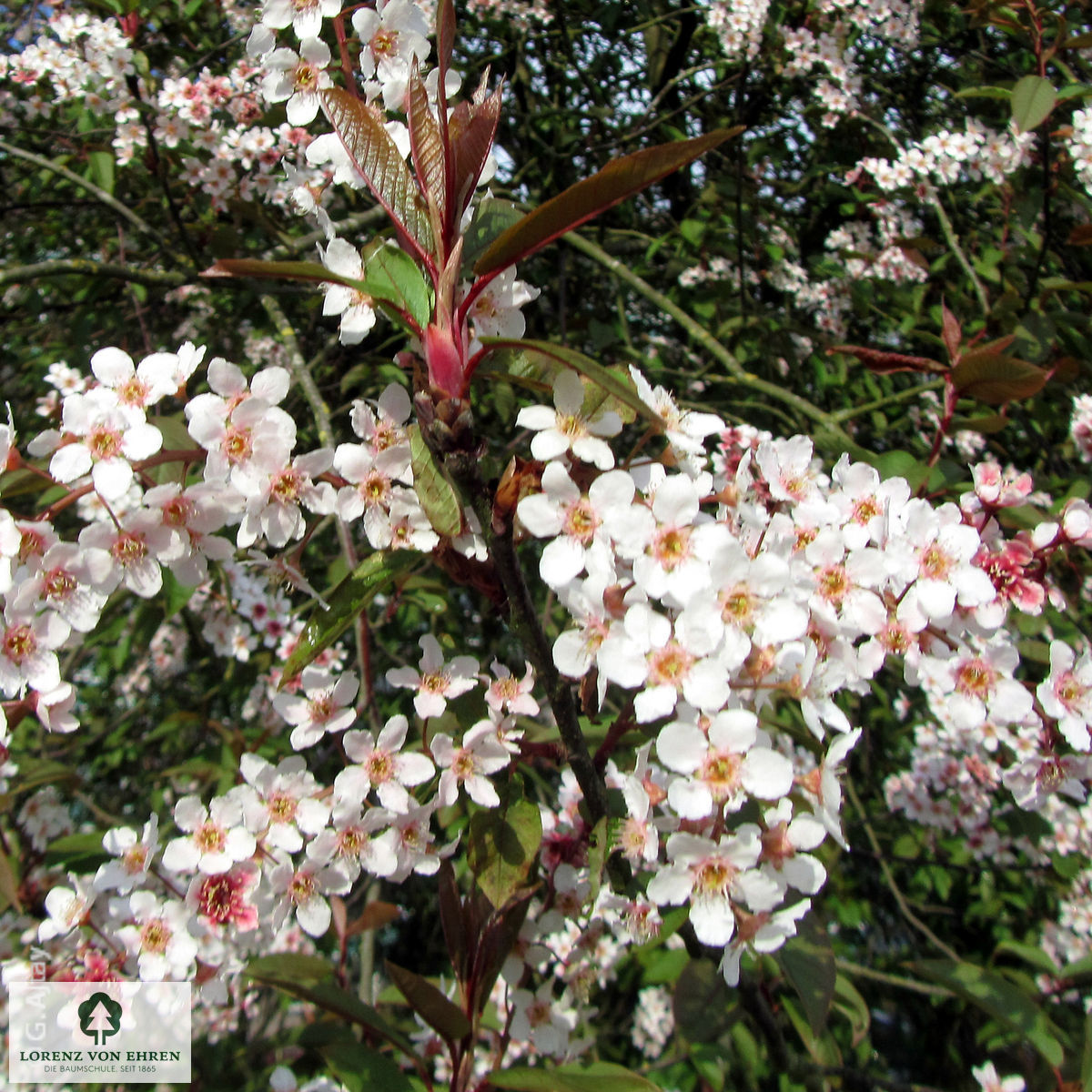 Prunus padus 'Colorata'