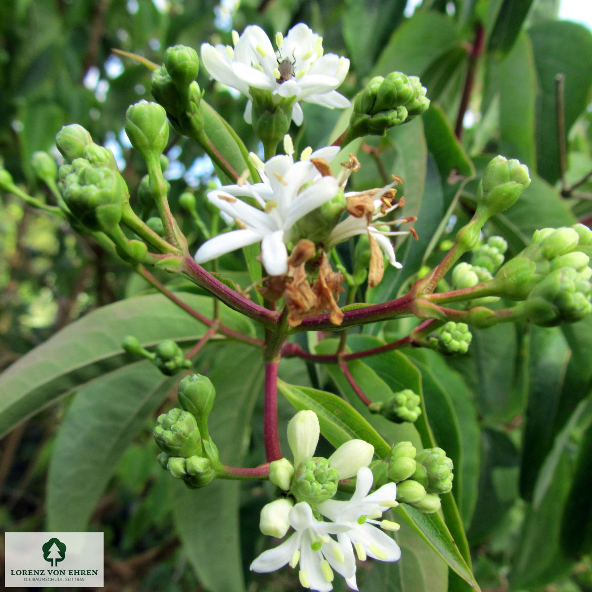 Heptacodium miconioides