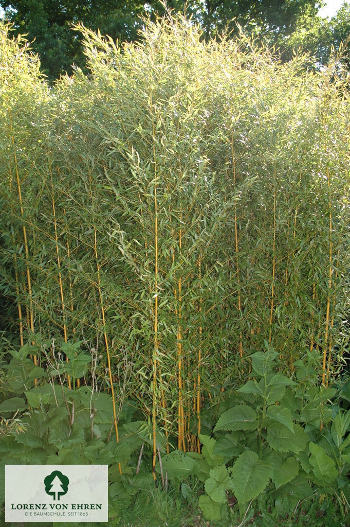 Phyllostachys aureosulcata aureocaulis