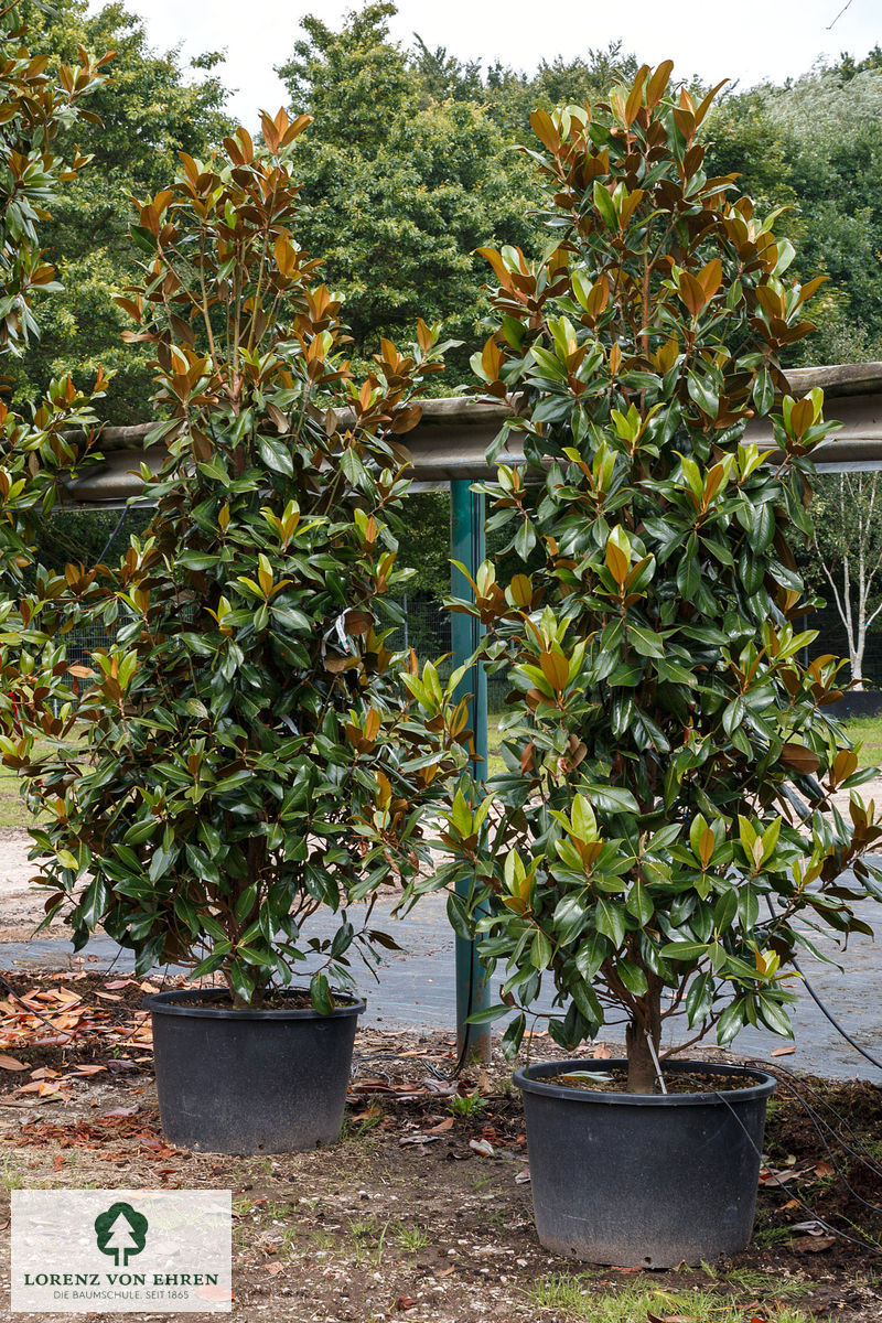 Magnolia grandiflora 'Galissoniere'