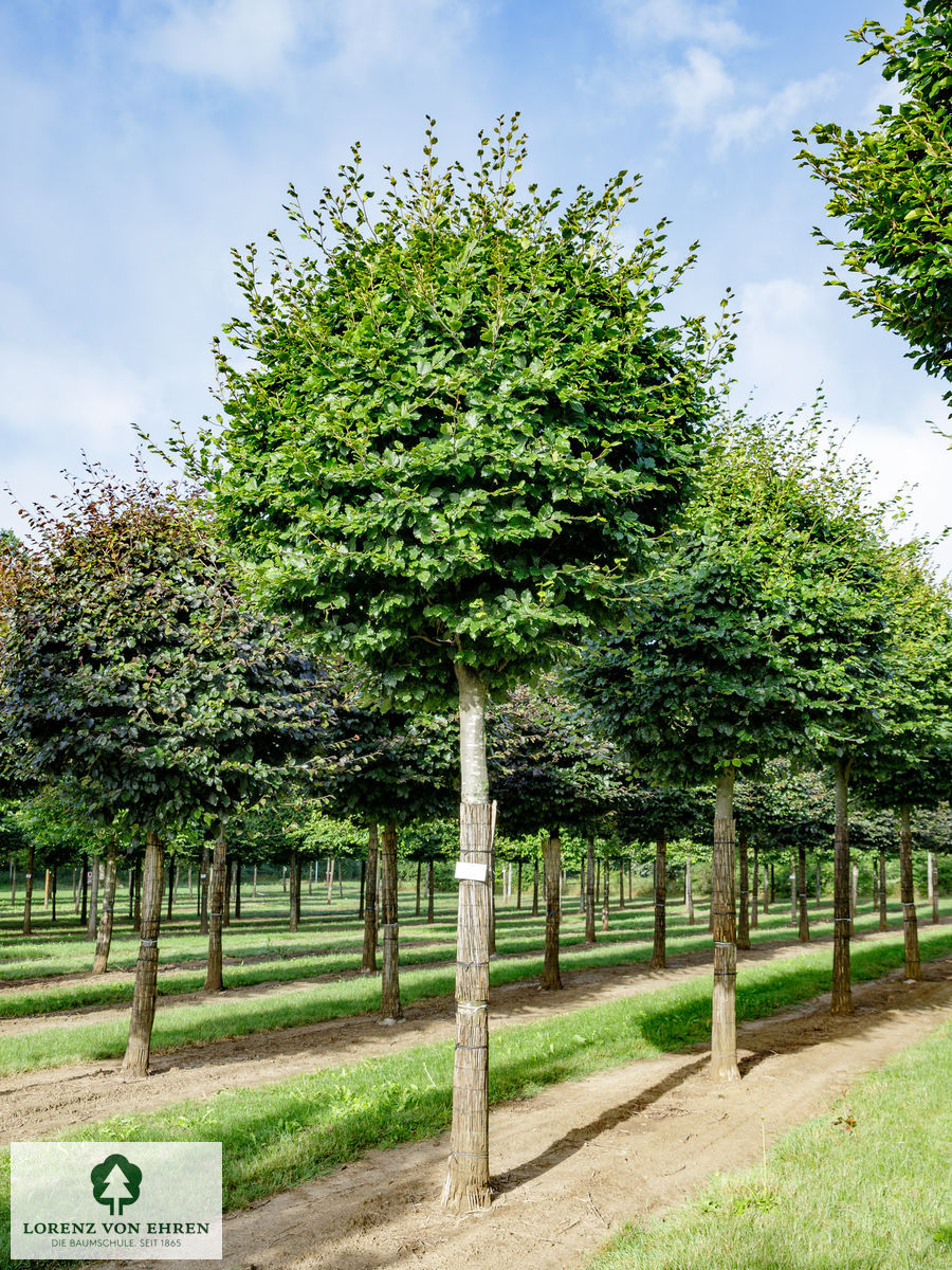Fagus sylvatica | Baumschule LvE