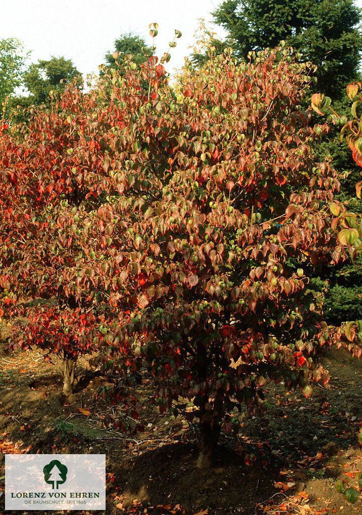 Cornus florida