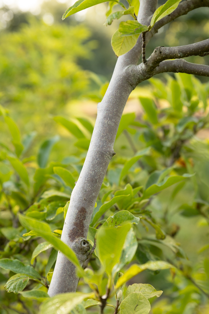 Magnolia soulangeana Bonsai