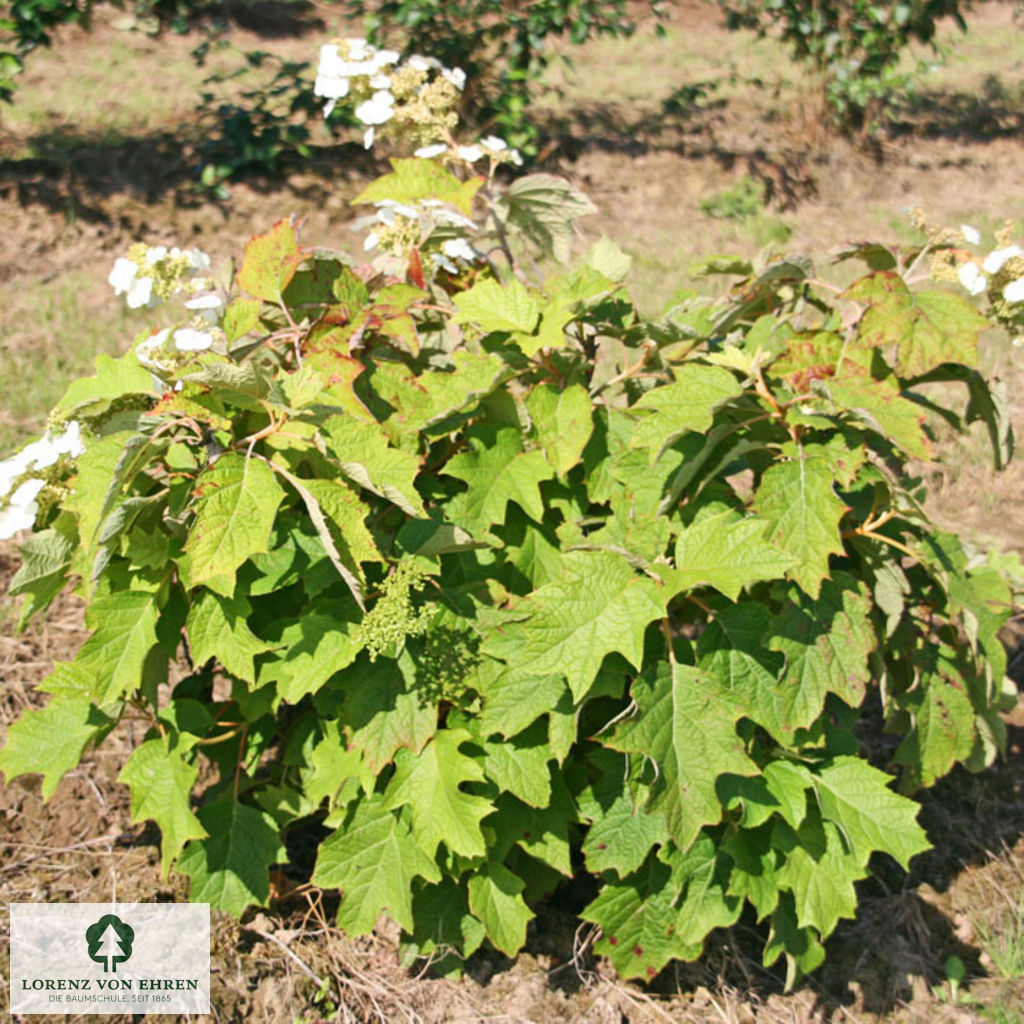 Hydrangea quercifolia