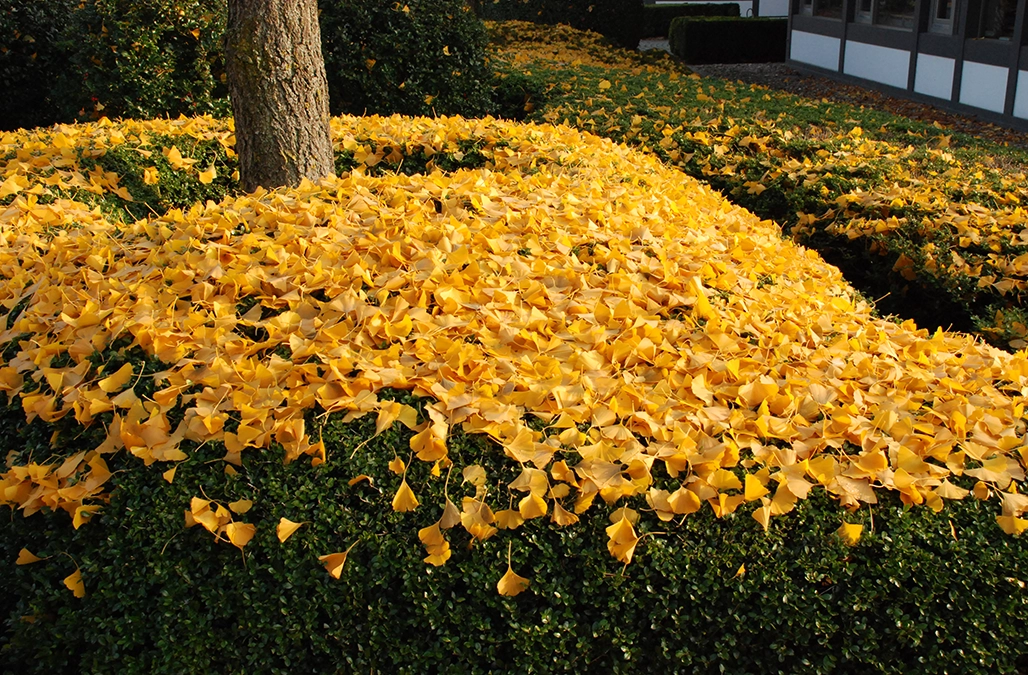 Ginkgo Herbst Laub LvE Knallgelbe Ginkgoblätter liegen auf einer grünen Ilexflächendecke
