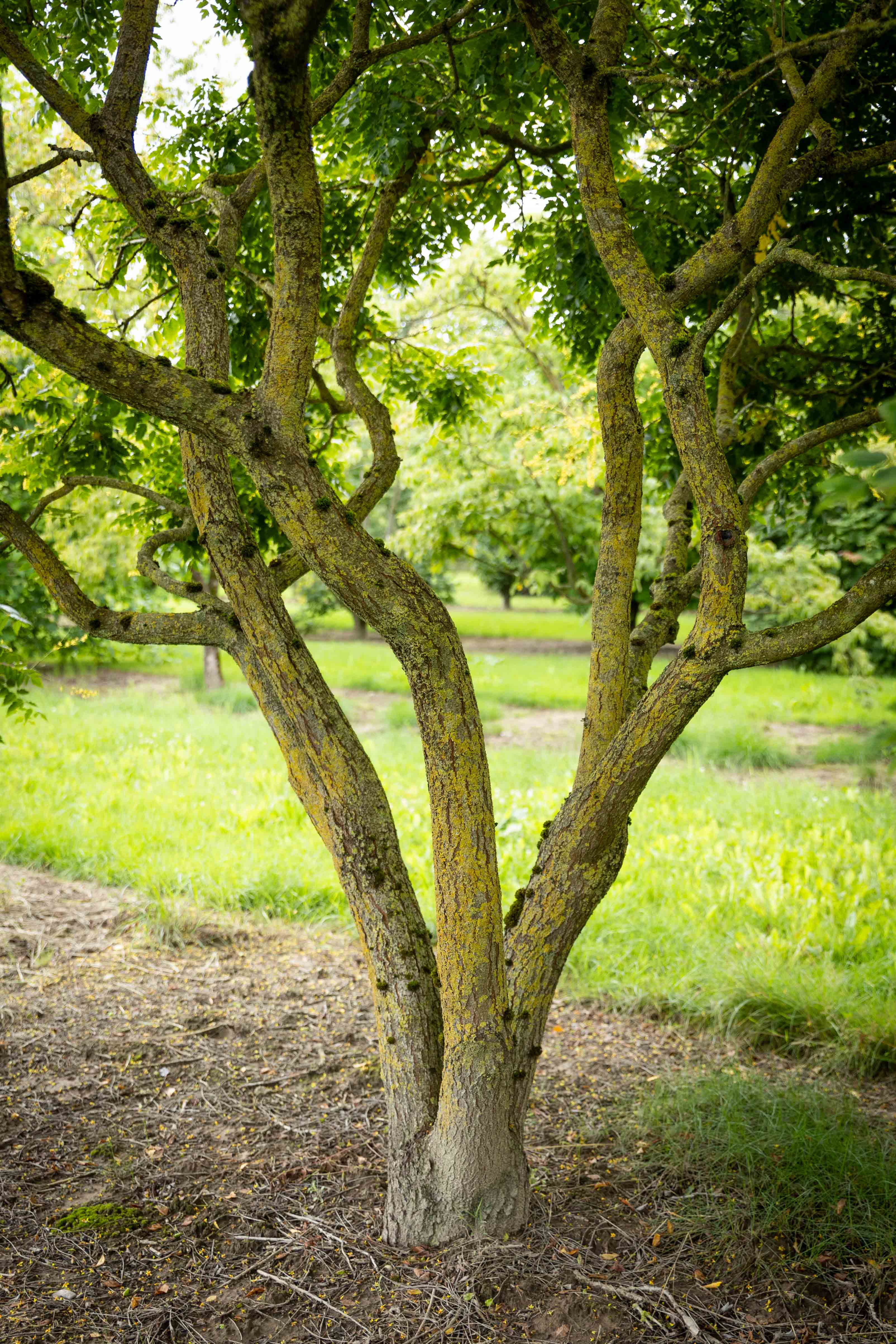 Stamverzweigungen eines Baumes