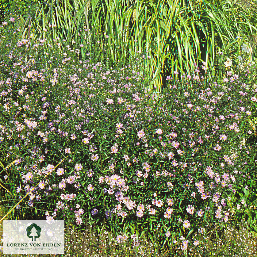 Aster amellus 'Rudolf Goethe'