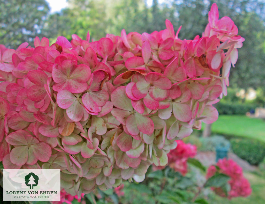 Hydrangea paniculata 'Vanilla Fraise'