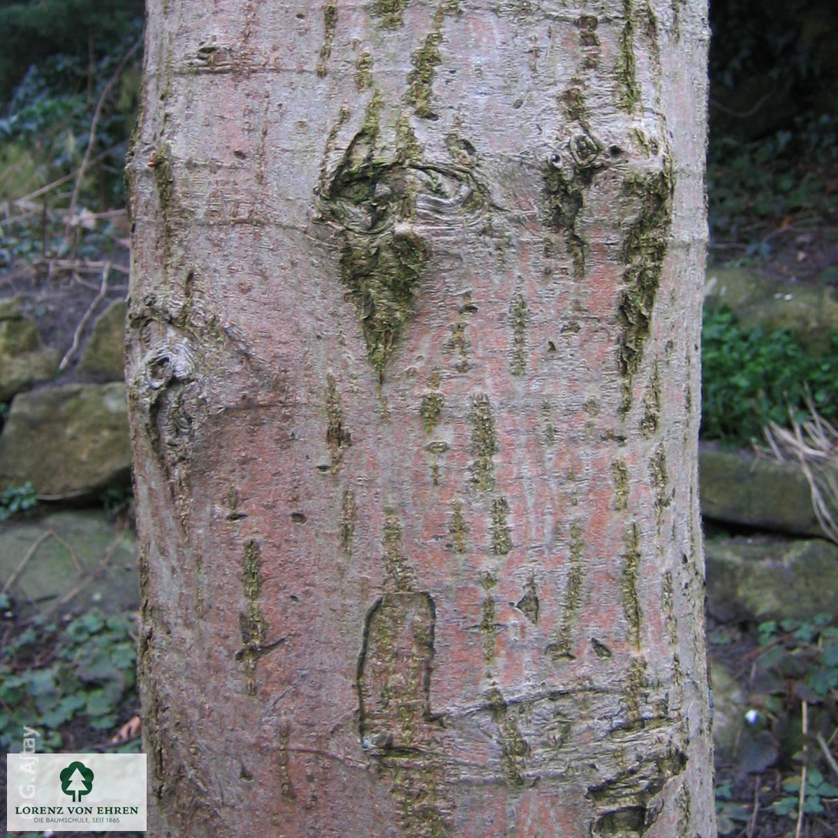 Alnus incana 'Aurea'