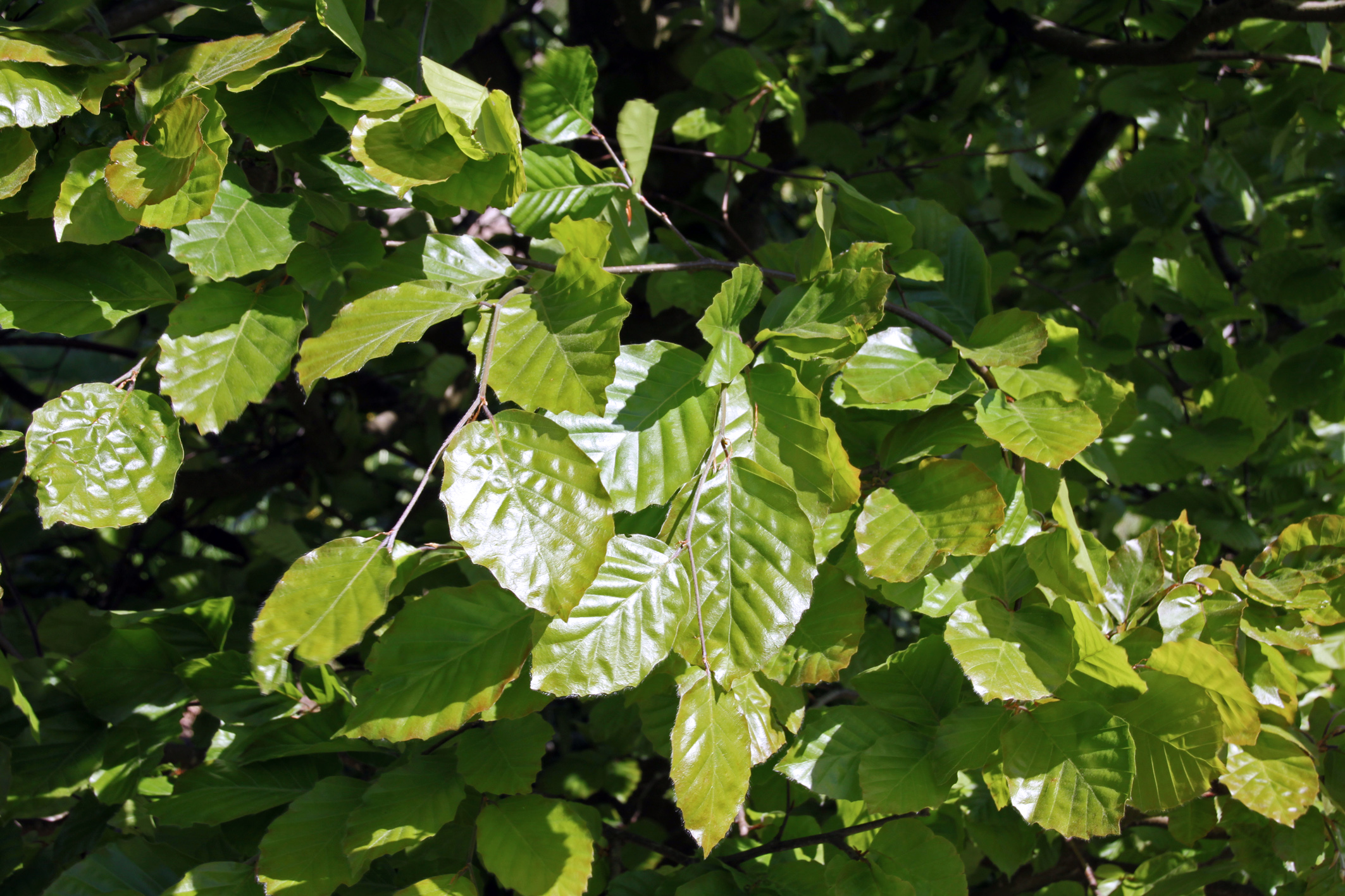 Fagus sylvatica 'Pendula' Unikat