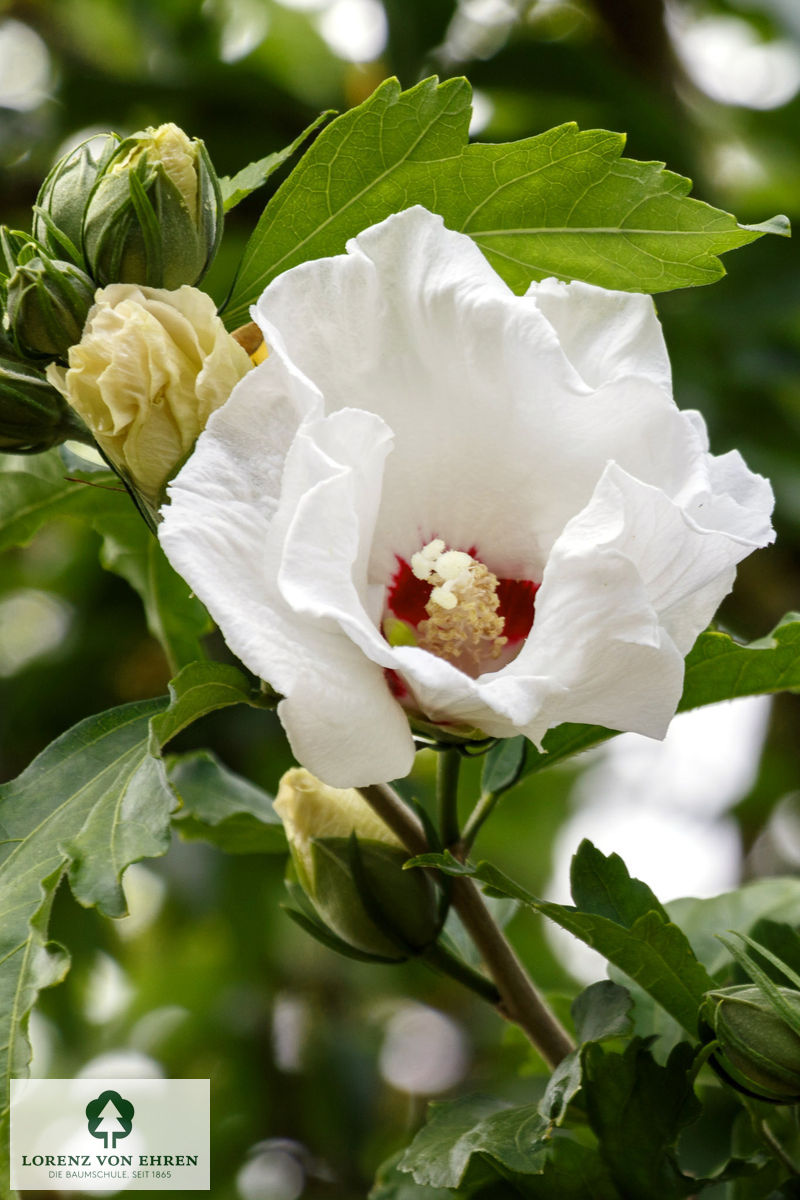 Hibiscus syriacus 'Speciosus'