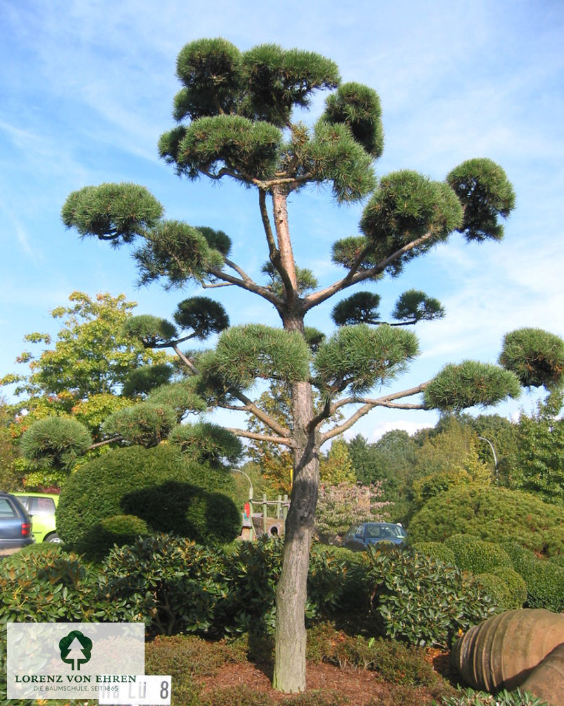 Pinus sylvestris