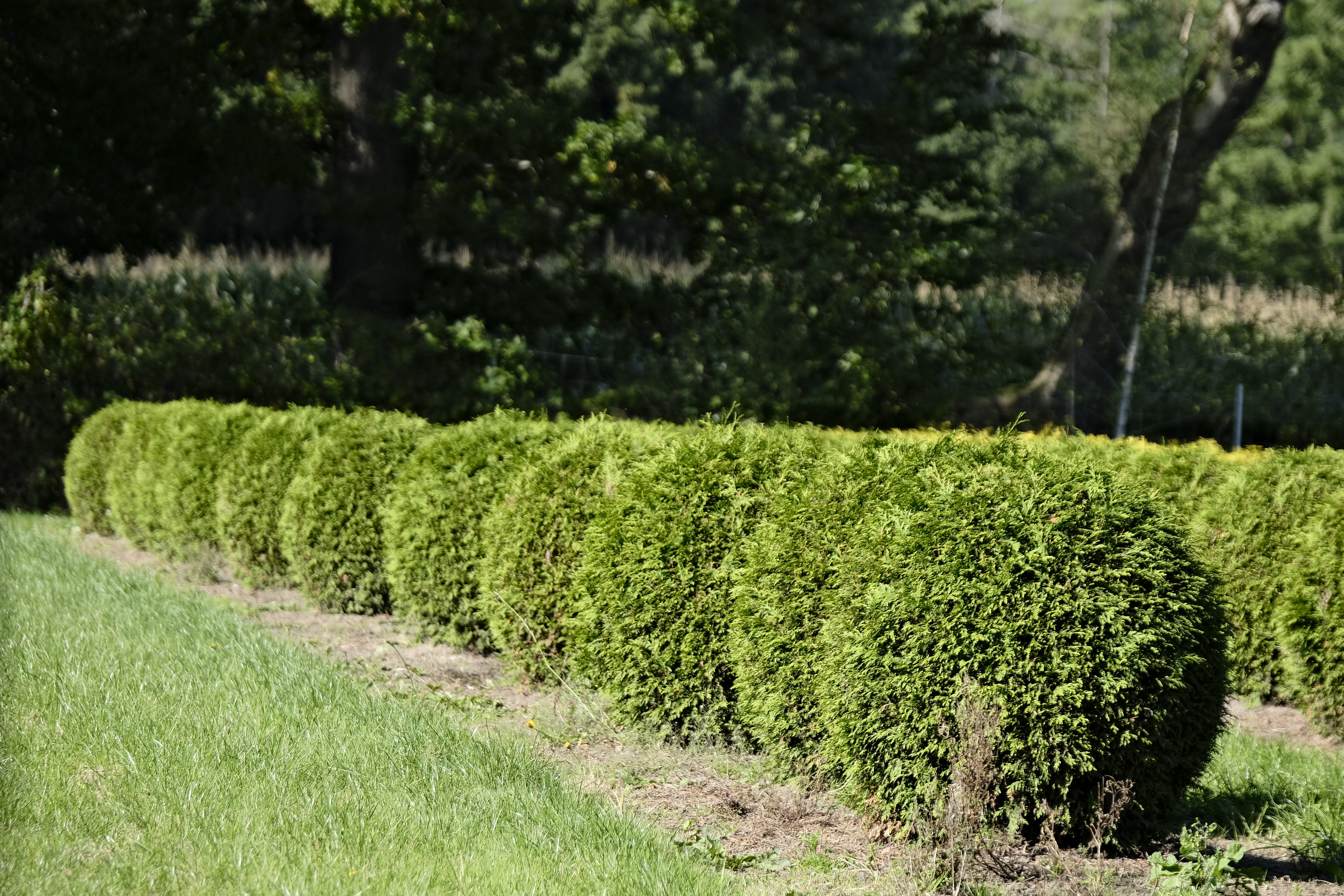 Baum in Kugelform