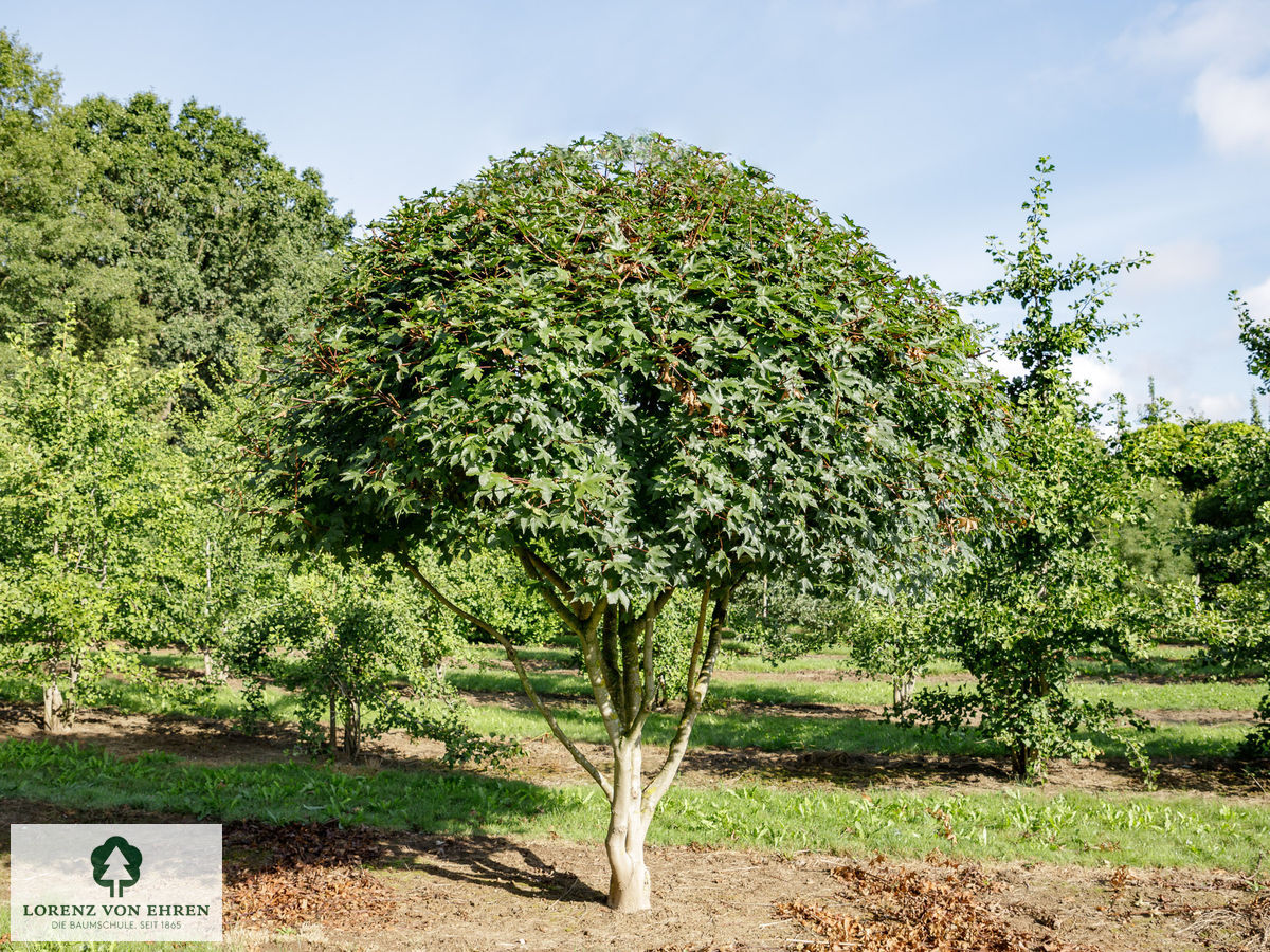 Acer neglectum 'Annae'