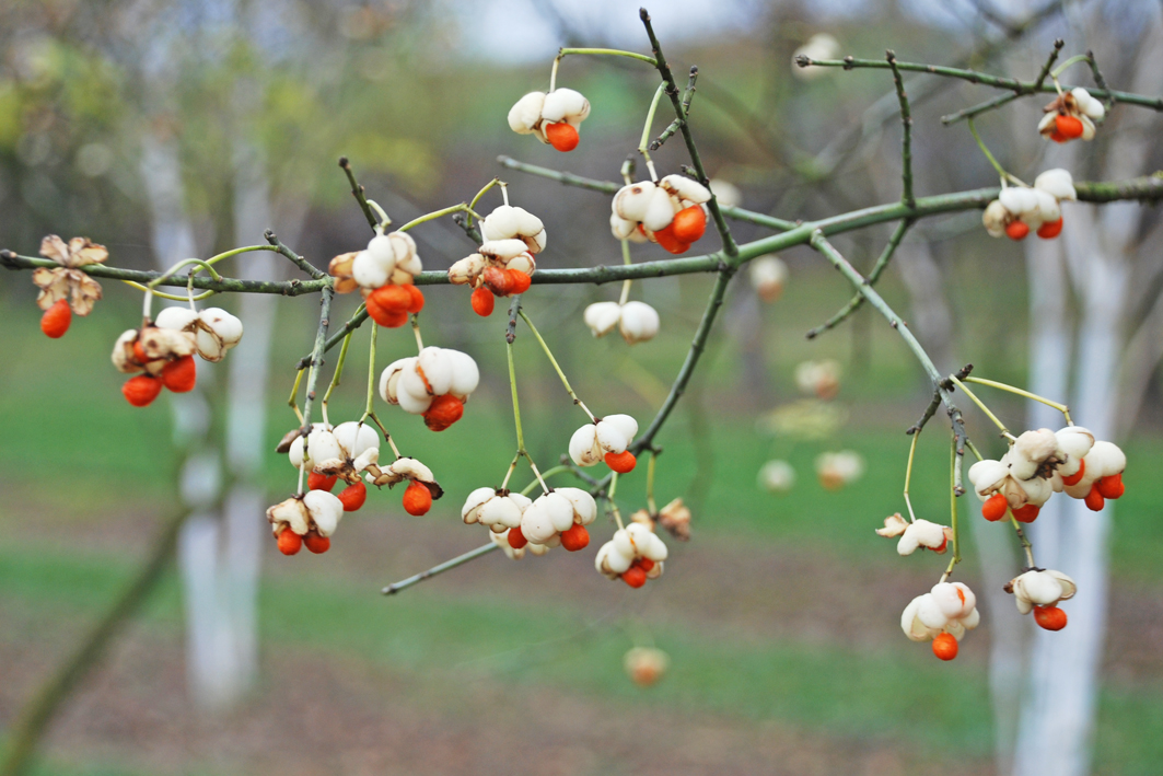 Euonymus yedoensis Frucht gelb Euonymus yedoensis mit gelber und roter Frucht
