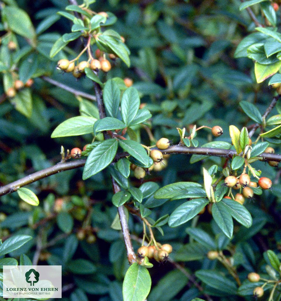 Cotoneaster salicifolius 'Parkteppich'