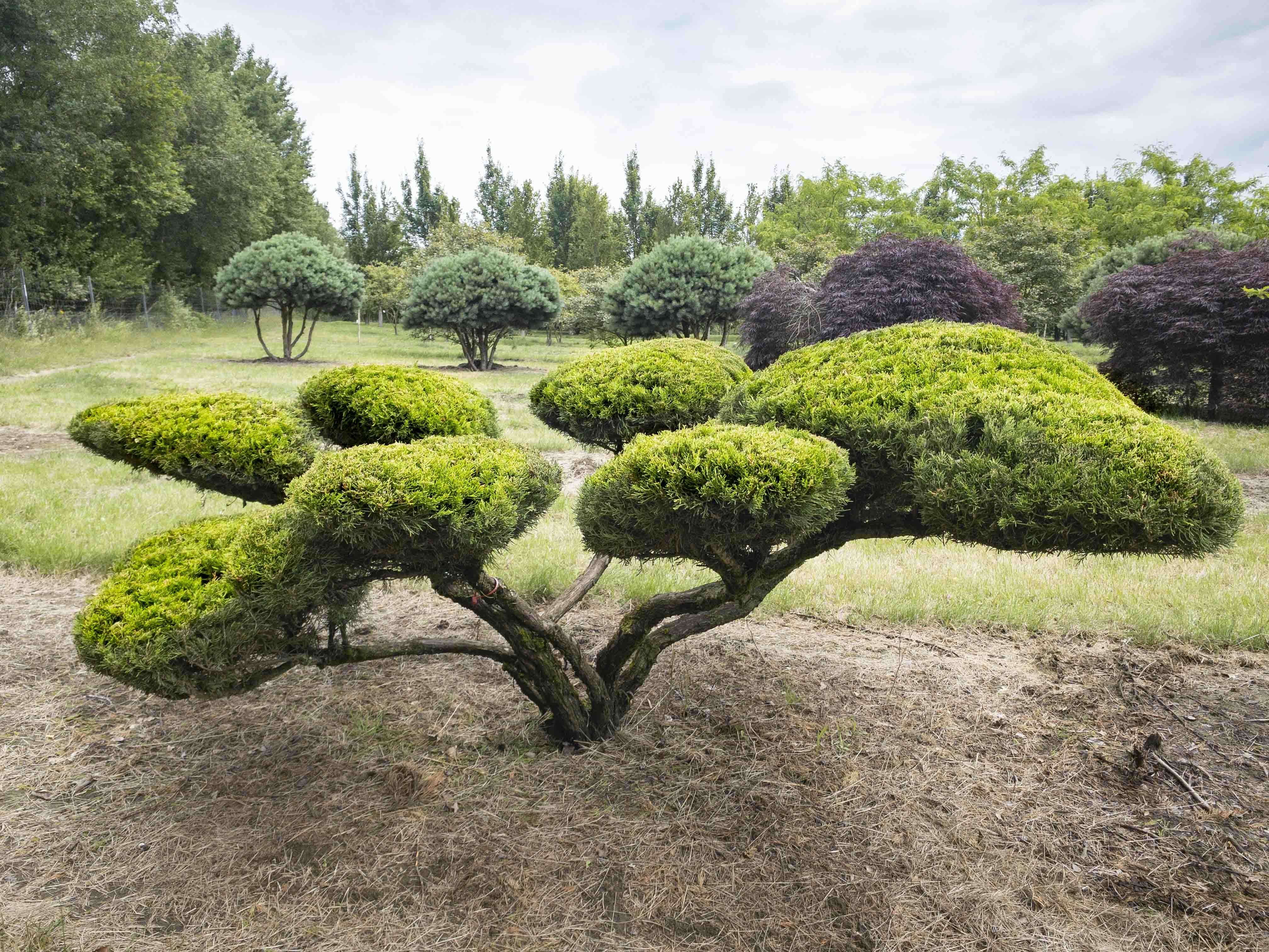 Juniperus media 'Mint Julep' Unikat