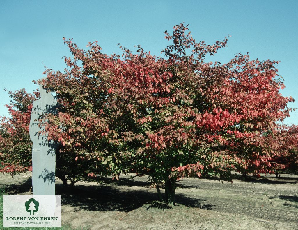 Euonymus alatus