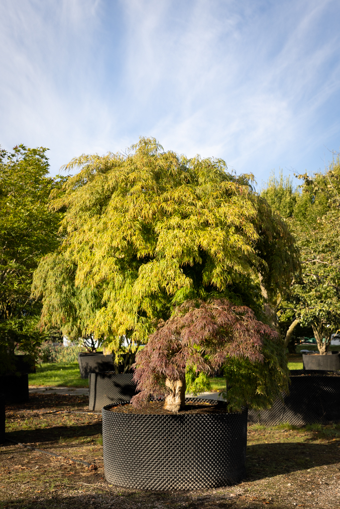 Acer palmatum 'Dissectum' VJ