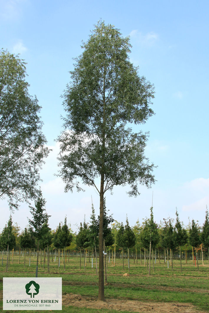 Salix alba 'Liempde'