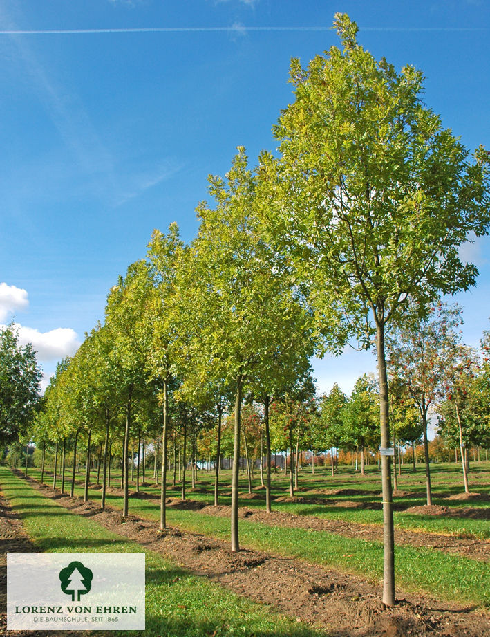 Fraxinus excelsior 'Altena'