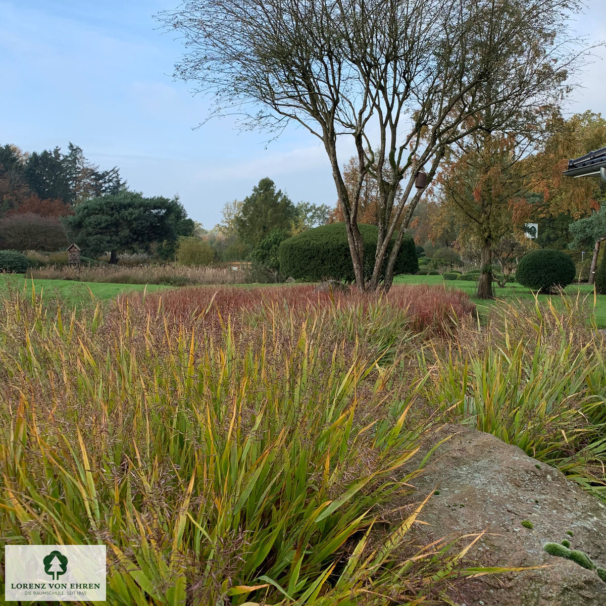 Hakonechloa macra