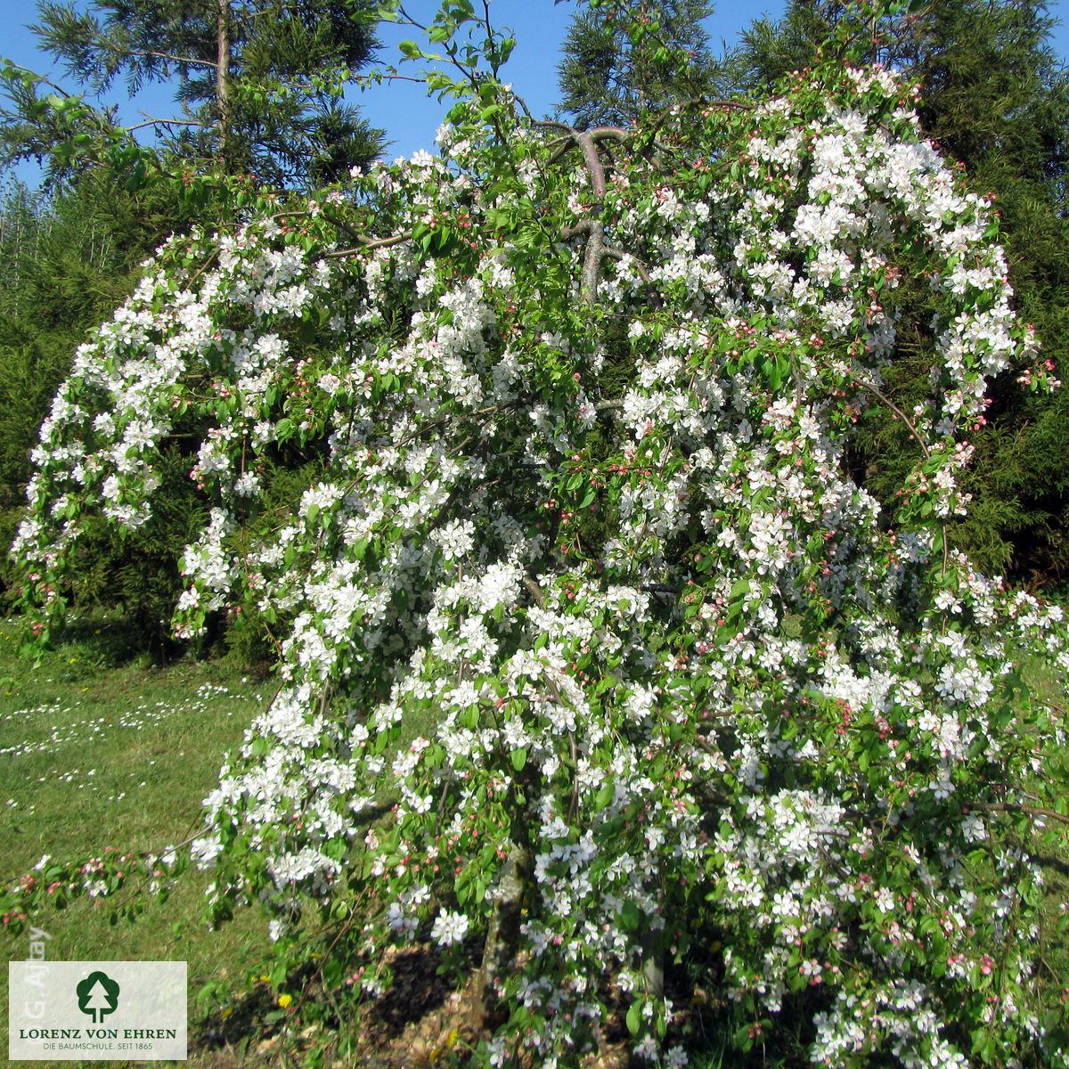 Malus 'Red Jade'